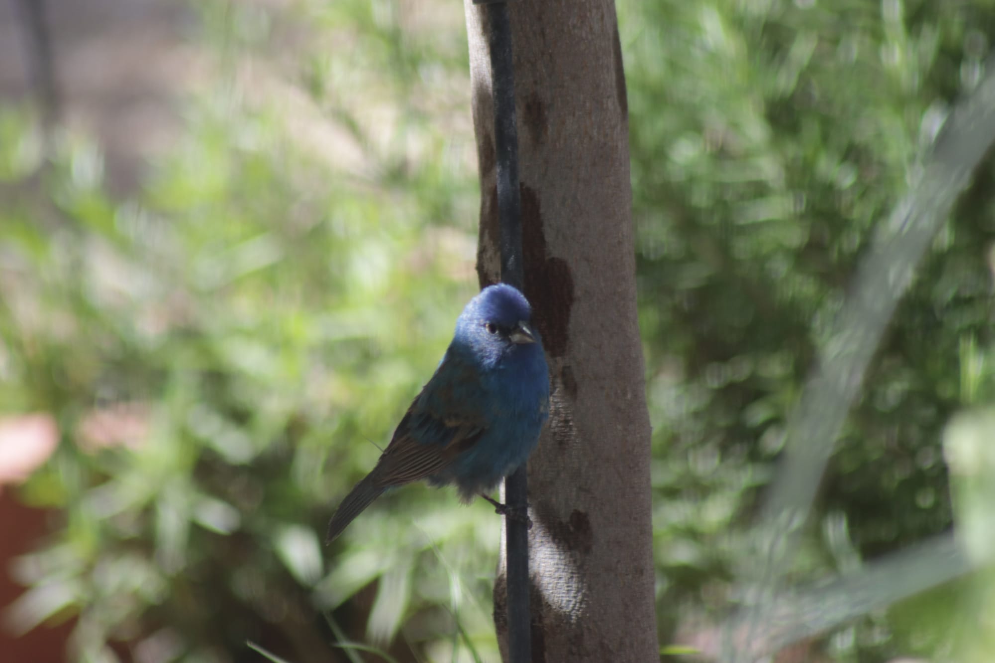 Fall Bird Migration: maximize bird sightings in your backyard and beyond