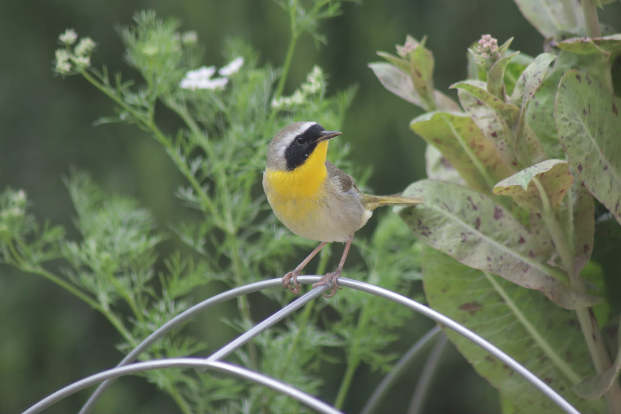 Fall Bird Migration: maximize bird sightings in your backyard and beyond