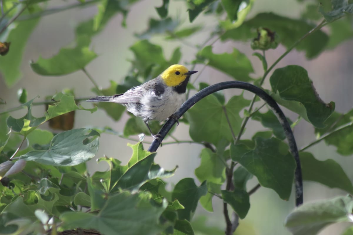 Wildlife Habitat Garden: Spring tasks
