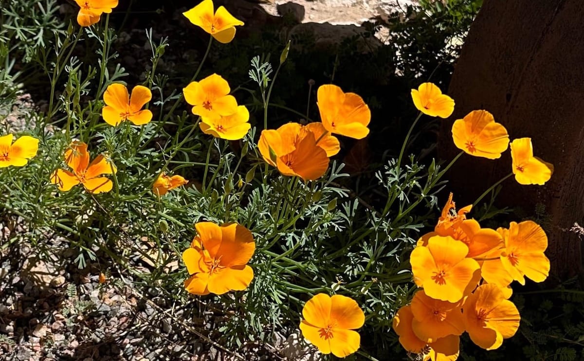 Native Plant Gardens: Spring Gardening Tasks
