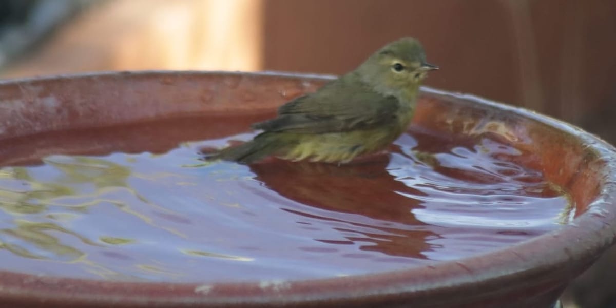Easy Birdbath Maintenance
