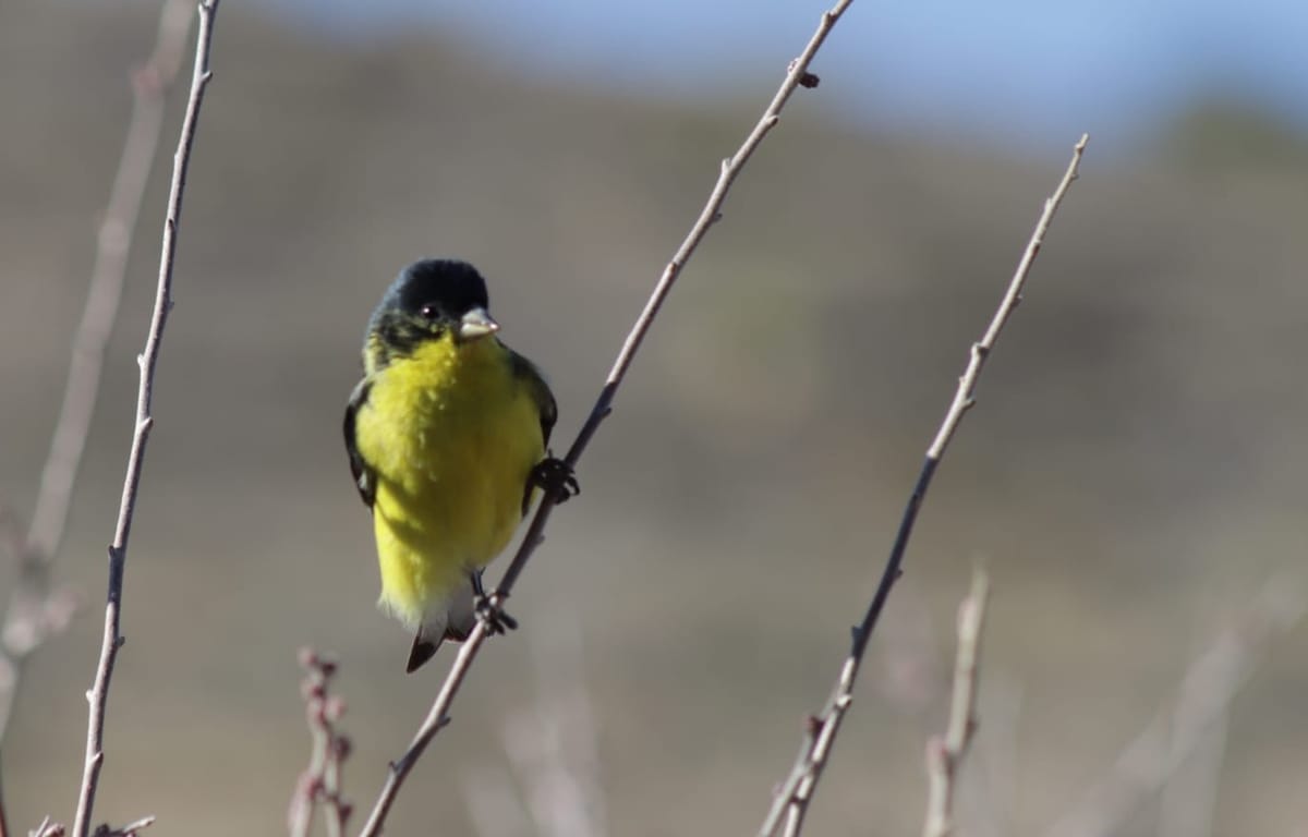 Backyard Bird Habitat. Learn About Any Bird to Create Its Habitat in Your Garden