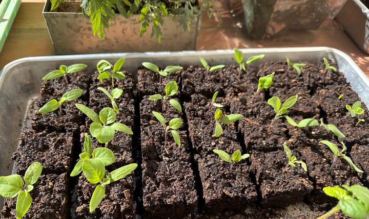 Starting Seeds Indoors