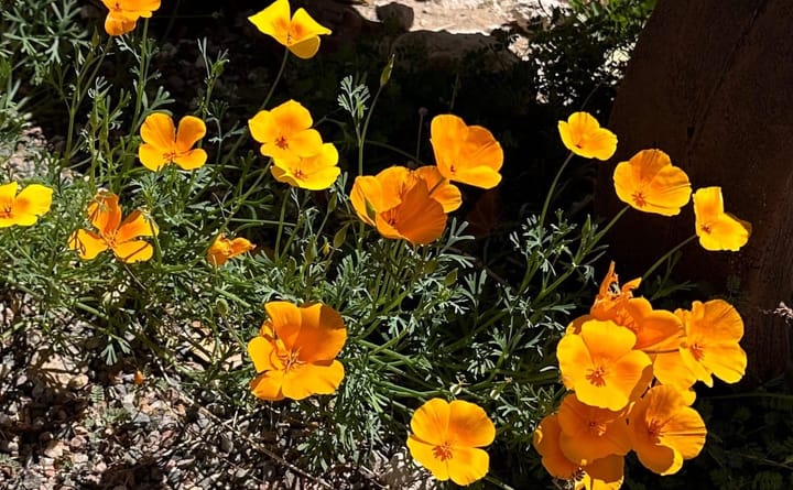 Native Plant Gardens: Spring Gardening Tasks