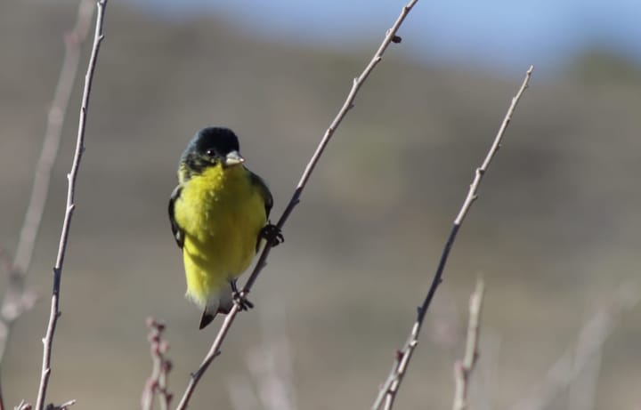Backyard Bird Habitat. Learn About Any Bird to Create Its Habitat in Your Garden