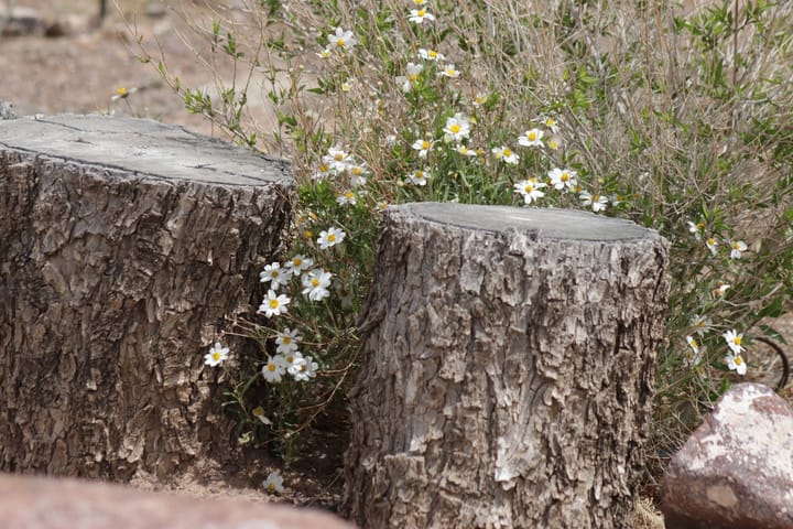 Starting Native Plant Garden : Finding Inspiration